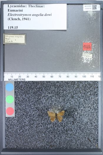 Media type: image;   Entomology 69194